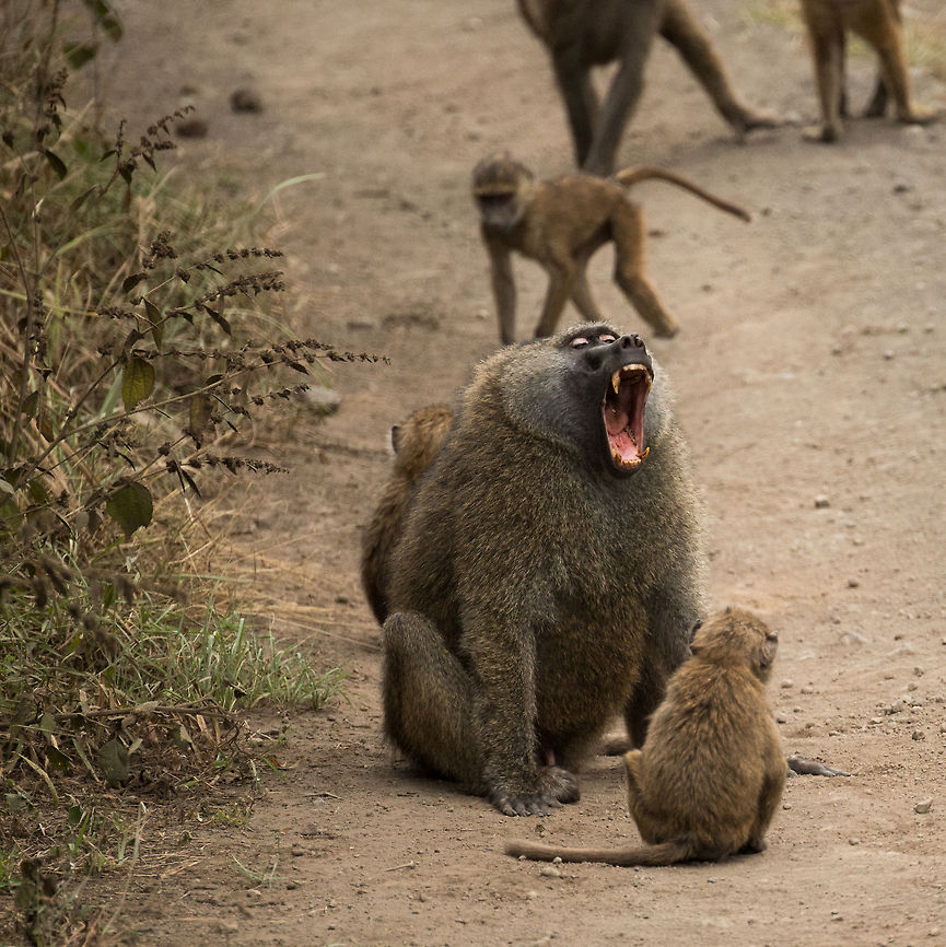Male Olive Baboon yawning at Arusha National Park  Africa,Arusha,Arusha National Park,Olive baboon,Papio anubis,Tanzania