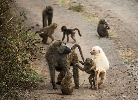 Olive Baboons fighting at Arusha National Park I'm not exactly sure what the deal is here, but it seems baboon society is full of tensions and tests. Some are playful, some are to establish hierarchy. Africa,Arusha,Arusha National Park,Olive baboon,Papio anubis,Tanzania