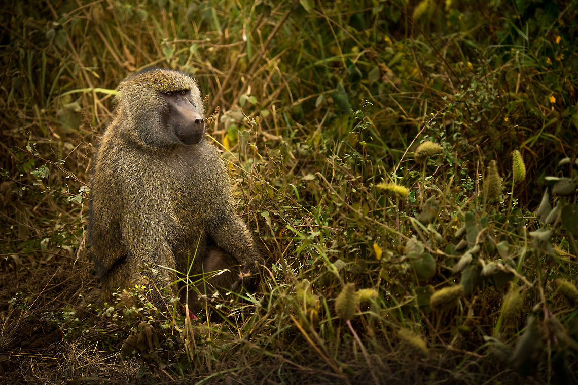 Olive Baboon caught in the act We were leaving the baboon-filled path with our vehicle when two were mating directly after the turn. Being disturbed, the female took off, leaving this male empty-handed. I feel so guilty now. Africa,Arusha,Arusha National Park,Olive baboon,Papio anubis,Tanzania