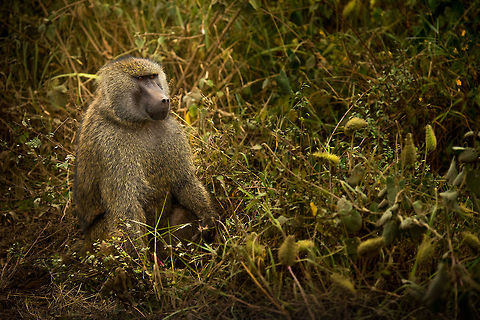 Olive Baboon caught in the act We were leaving the baboon-filled path with our vehicle when two were mating directly after the turn. Being disturbed, the female took off, leaving this male empty-handed. I feel so guilty now. Africa,Arusha,Arusha National Park,Olive baboon,Papio anubis,Tanzania