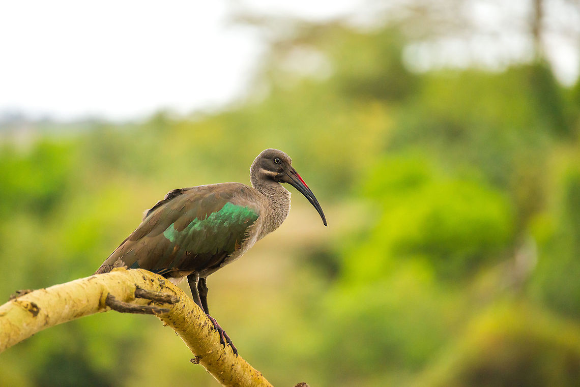 Hadada Ibis in Arusha National Park We were about to exit Arusha National Park when whilst driving we spotted this beautiful Ibis directly to the side of the road on a branch. This spotting is actually a couple, I&#039;ll post more soon. Africa,Arusha,Arusha National Park,Bostrychia hagedash,Tanzania,hadada ibis