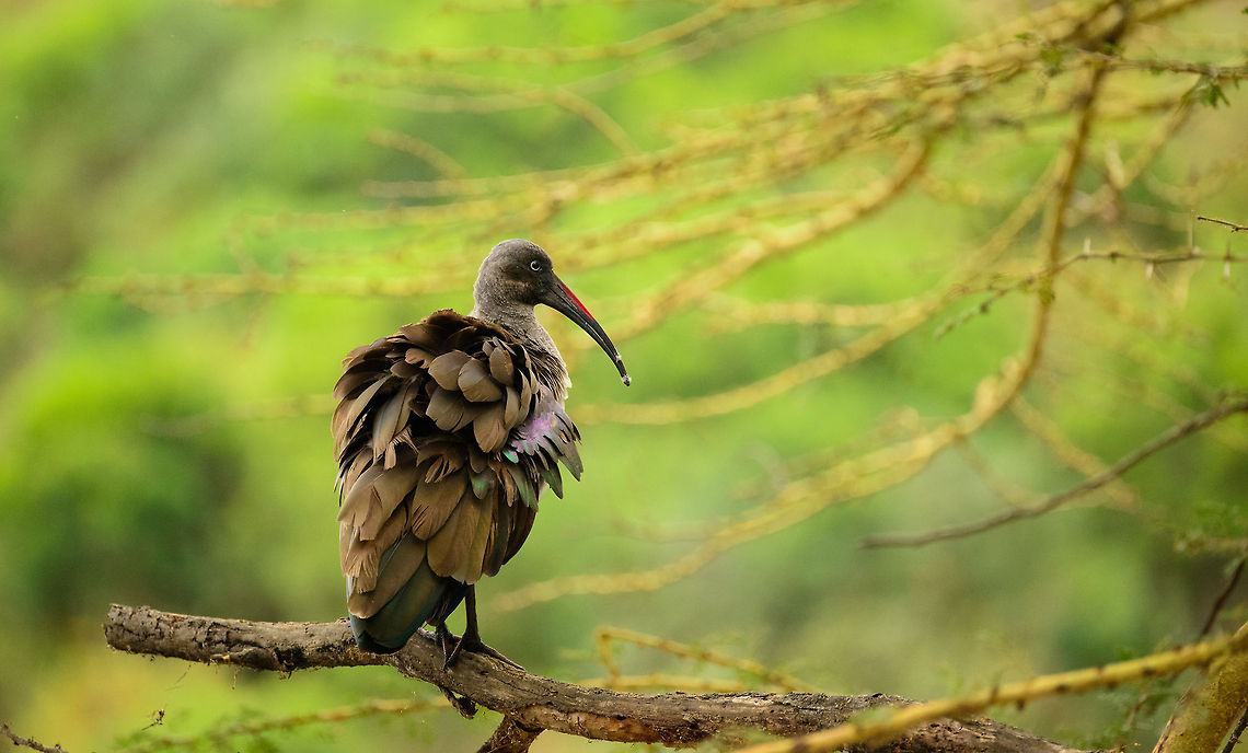 Hadada Ibis - fur out  Africa,Arusha,Arusha National Park,Bostrychia hagedash,Tanzania,hadada ibis