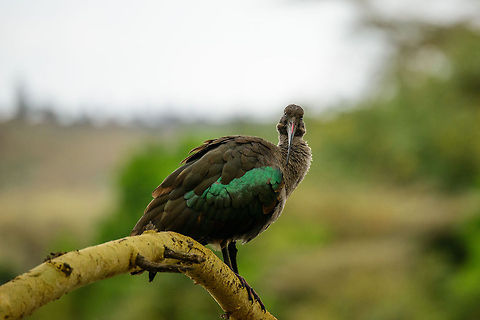 Can I help you? A Hadada Ibis in Arusha National Park staring at yours truly. Africa,Arusha,Arusha National Park,Bostrychia hagedash,Tanzania,hadada ibis
