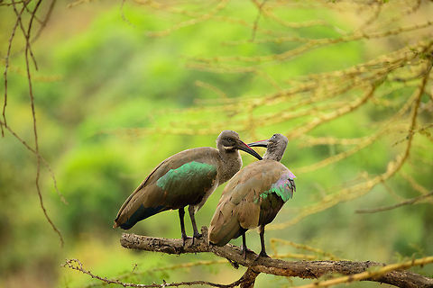 Hadada Ibis love A Hadada Ibis couple in Arusha National Park, Tanzania, Africa,Arusha,Arusha National Park,Bostrychia hagedash,Tanzania,hadada ibis