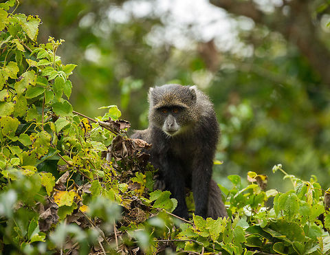 Blue Monkey in Arusha NP forest Today marks the first day of JungleDragon V3 and the first day of the quarter, a good reason to introduce a new primate species. Africa,Arusha,Arusha National Park,Blue monkey,Cercopithecus mitis,Tanzania