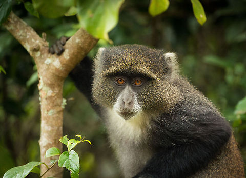 Blue Monkey closeup - Arusha NP, Tanzania These monkeys prefer green, lush and wet environments, such as those found in Arusha NP, Tanzania. Africa,Arusha,Arusha National Park,Blue monkey,Cercopithecus mitis,Tanzania
