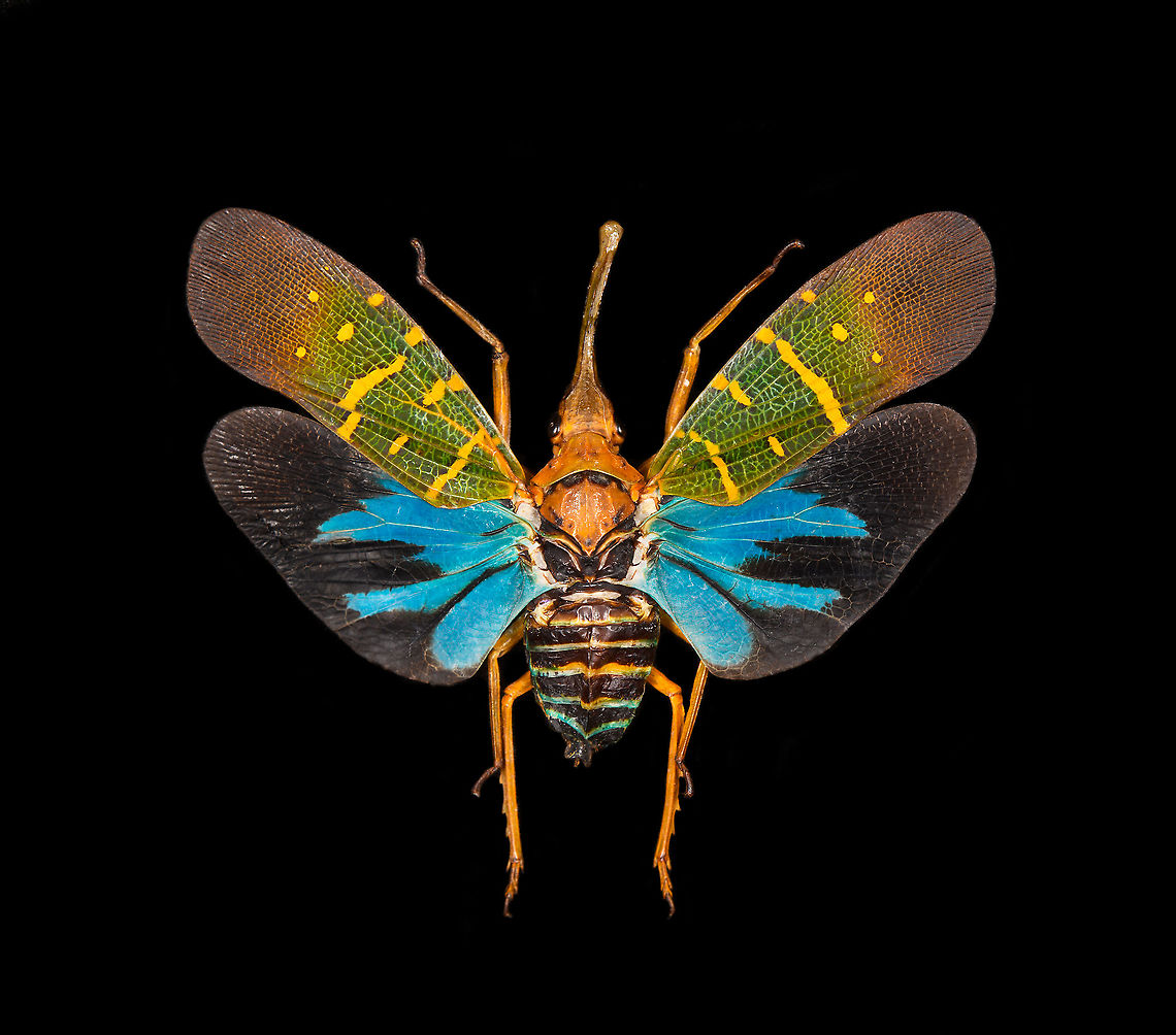 Saiva Transversolineata Specimen. A colorful lanternbug originally from Kalimantan, Indonesia. Wing span 48mm.<br />
<figure class="photo"><a href="https://www.jungledragon.com/image/123671/saiva_transversolineata_-_frontal.html" title="Saiva Transversolineata - frontal"><img src="https://s3.amazonaws.com/media.jungledragon.com/images/2/123671_thumb.jpg?AWSAccessKeyId=05GMT0V3GWVNE7GGM1R2&Expires=1759968010&Signature=KExVNBuobTfDkgla1rrjwLRFAFU%3D" width="200" height="142" alt="Saiva Transversolineata - frontal Specimen. A colorful lanternbug originally from Kalimantan, Indonesia. Wing span 48mm.<br />
https://www.jungledragon.com/image/123670/saiva_transversolineata.html<br />
https://www.jungledragon.com/image/123672/saiva_transversolineata_-_side.html Extreme Macro,Extreme Macro Portraits,Macro,Saiva Transversolineata" /></a></figure><br />
<figure class="photo"><a href="https://www.jungledragon.com/image/123672/saiva_transversolineata_-_side.html" title="Saiva Transversolineata - side"><img src="https://s3.amazonaws.com/media.jungledragon.com/images/2/123672_thumb.jpg?AWSAccessKeyId=05GMT0V3GWVNE7GGM1R2&Expires=1759968010&Signature=2%2BI0XN3M5ZV5fCPujqLnbcz6VJQ%3D" width="200" height="152" alt="Saiva Transversolineata - side Specimen. A colorful lanternbug originally from Kalimantan, Indonesia. Wing span 48mm.<br />
https://www.jungledragon.com/image/123670/saiva_transversolineata.html<br />
https://www.jungledragon.com/image/123671/saiva_transversolineata_-_frontal.html Macro,Saiva Transversolineata" /></a></figure> Macro,Saiva Transversolineata