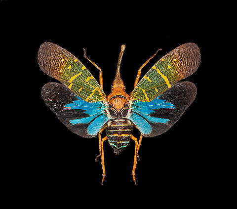 Saiva Transversolineata Specimen. A colorful lanternbug originally from Kalimantan, Indonesia. Wing span 48mm.
https://www.jungledragon.com/image/123671/saiva_transversolineata_-_frontal.html
https://www.jungledragon.com/image/123672/saiva_transversolineata_-_side.html Macro,Saiva Transversolineata