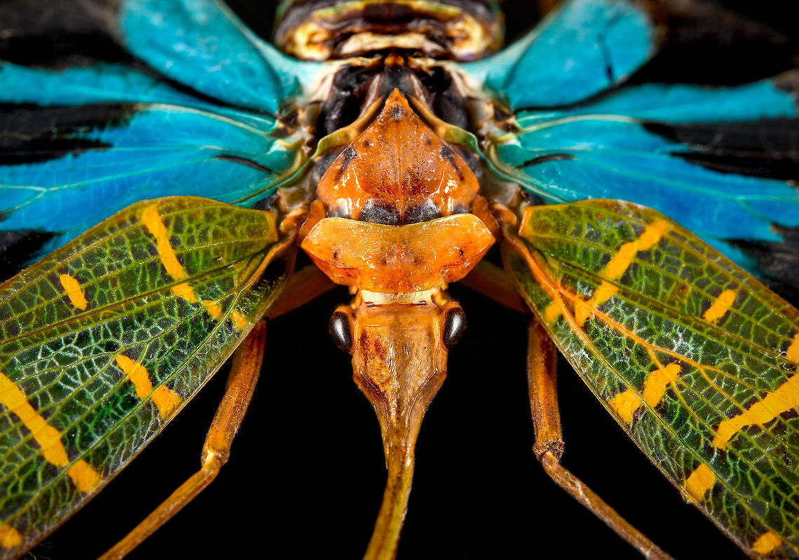 Saiva Transversolineata - frontal Specimen. A colorful lanternbug originally from Kalimantan, Indonesia. Wing span 48mm.<br />
<figure class="photo"><a href="https://www.jungledragon.com/image/123670/saiva_transversolineata.html" title="Saiva Transversolineata"><img src="https://s3.amazonaws.com/media.jungledragon.com/images/2/123670_thumb.jpg?AWSAccessKeyId=05GMT0V3GWVNE7GGM1R2&Expires=1759968010&Signature=N2ltZRZ98vaAyOJx%2BN6uUKgA8BM%3D" width="200" height="178" alt="Saiva Transversolineata Specimen. A colorful lanternbug originally from Kalimantan, Indonesia. Wing span 48mm.<br />
https://www.jungledragon.com/image/123671/saiva_transversolineata_-_frontal.html<br />
https://www.jungledragon.com/image/123672/saiva_transversolineata_-_side.html Macro,Saiva Transversolineata" /></a></figure><br />
<figure class="photo"><a href="https://www.jungledragon.com/image/123672/saiva_transversolineata_-_side.html" title="Saiva Transversolineata - side"><img src="https://s3.amazonaws.com/media.jungledragon.com/images/2/123672_thumb.jpg?AWSAccessKeyId=05GMT0V3GWVNE7GGM1R2&Expires=1759968010&Signature=2%2BI0XN3M5ZV5fCPujqLnbcz6VJQ%3D" width="200" height="152" alt="Saiva Transversolineata - side Specimen. A colorful lanternbug originally from Kalimantan, Indonesia. Wing span 48mm.<br />
https://www.jungledragon.com/image/123670/saiva_transversolineata.html<br />
https://www.jungledragon.com/image/123671/saiva_transversolineata_-_frontal.html Macro,Saiva Transversolineata" /></a></figure> Extreme Macro,Extreme Macro Portraits,Macro,Saiva Transversolineata
