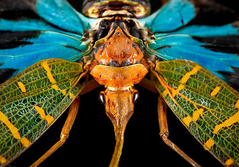 Saiva Transversolineata - frontal Specimen. A colorful lanternbug originally from Kalimantan, Indonesia. Wing span 48mm.
https://www.jungledragon.com/image/123670/saiva_transversolineata.html
https://www.jungledragon.com/image/123672/saiva_transversolineata_-_side.html Extreme Macro,Extreme Macro Portraits,Macro,Saiva Transversolineata