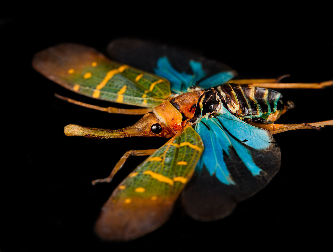 Saiva Transversolineata - side Specimen. A colorful lanternbug originally from Kalimantan, Indonesia. Wing span 48mm.<br />
<figure class="photo"><a href="https://www.jungledragon.com/image/123670/saiva_transversolineata.html" title="Saiva Transversolineata"><img src="https://s3.amazonaws.com/media.jungledragon.com/images/2/123670_thumb.jpg?AWSAccessKeyId=05GMT0V3GWVNE7GGM1R2&Expires=1759968010&Signature=N2ltZRZ98vaAyOJx%2BN6uUKgA8BM%3D" width="200" height="178" alt="Saiva Transversolineata Specimen. A colorful lanternbug originally from Kalimantan, Indonesia. Wing span 48mm.<br />
https://www.jungledragon.com/image/123671/saiva_transversolineata_-_frontal.html<br />
https://www.jungledragon.com/image/123672/saiva_transversolineata_-_side.html Macro,Saiva Transversolineata" /></a></figure><br />
<figure class="photo"><a href="https://www.jungledragon.com/image/123671/saiva_transversolineata_-_frontal.html" title="Saiva Transversolineata - frontal"><img src="https://s3.amazonaws.com/media.jungledragon.com/images/2/123671_thumb.jpg?AWSAccessKeyId=05GMT0V3GWVNE7GGM1R2&Expires=1759968010&Signature=KExVNBuobTfDkgla1rrjwLRFAFU%3D" width="200" height="142" alt="Saiva Transversolineata - frontal Specimen. A colorful lanternbug originally from Kalimantan, Indonesia. Wing span 48mm.<br />
https://www.jungledragon.com/image/123670/saiva_transversolineata.html<br />
https://www.jungledragon.com/image/123672/saiva_transversolineata_-_side.html Extreme Macro,Extreme Macro Portraits,Macro,Saiva Transversolineata" /></a></figure> Macro,Saiva Transversolineata