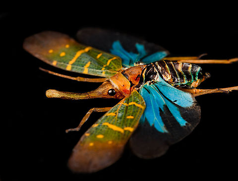 Saiva Transversolineata