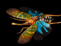Saiva Transversolineata - side Specimen. A colorful lanternbug originally from Kalimantan, Indonesia. Wing span 48mm.<br />
https://www.jungledragon.com/image/123670/saiva_transversolineata.html<br />
https://www.jungledragon.com/image/123671/saiva_transversolineata_-_frontal.html Macro,Saiva Transversolineata