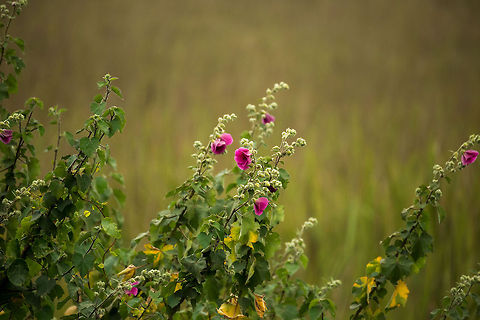 Common Morning Glory in Arusha NP, Tanzania  Africa,Arusha,Arusha National Park,Common Morning Glory,Ipomoea purpurea,Tanzania
