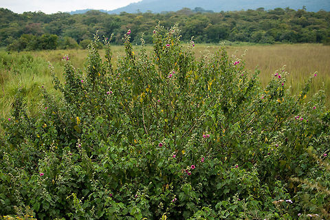 Common Morning Glory bushes This one took a bit of searching. My notes mentioned the "good morning plant", that's how I interpreted what the guide said. No such plant exists, luckily I bought a local wildlife book in Tanzania and ultimately found the match. Africa,Arusha,Arusha National Park,Ipomoea purpurea,Tanzania