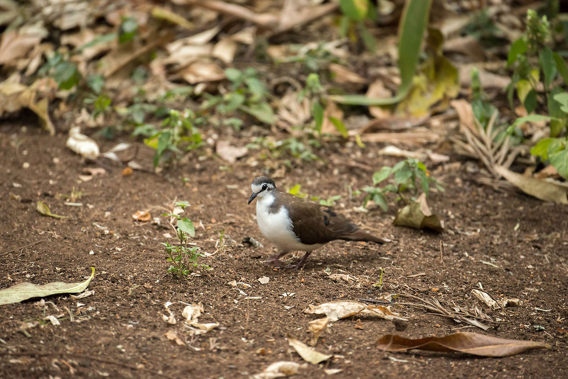 Tambourine Dove on forest floor Found on the floor right outside our lodge in Arusha, Tanzania. Africa,Tambourine Dove,Tanzania,Tarangire,Tarangire National Park,Turtur tympanistria