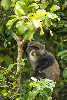 Blue Monkey - full body shot Arusha NP, Tanzania. Africa,Arusha,Arusha National Park,Blue monkey,Cercopithecus mitis,Tanzania