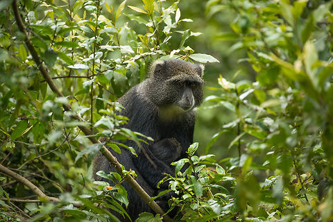 Blue Monkey hiding in dense vegetation  Africa,Arusha,Arusha National Park,Blue monkey,Cercopithecus mitis,Tanzania