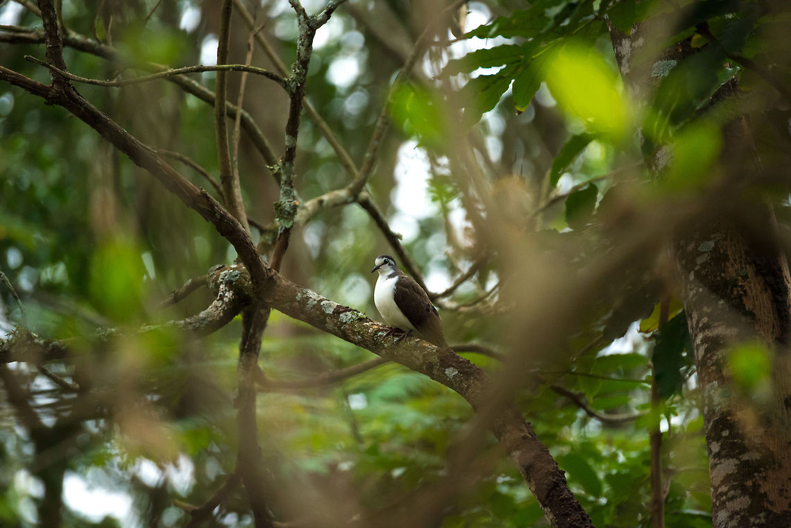 Tambourine Dove in tree, Tanzania  Africa,Tambourine Dove,Tanzania,Tarangire,Tarangire National Park,Turtur tympanistria