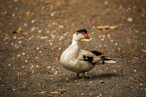Muscovy Duck, Arusha, Tanzania  Africa,Cairina moschata,Muscovy Duck,Tanzania,Tarangire,Tarangire National Park