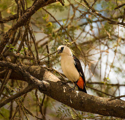 White-headed Buffalo weaver in Arusha Quite a beautiful bird that is commonly found around human activity in Tanzania. The sexes are alike, so I am unsure of the gender here. Africa,Dinemellia dinemelli,Tanzania,Tarangire,Tarangire National Park,White-headed Buffalo Weaver