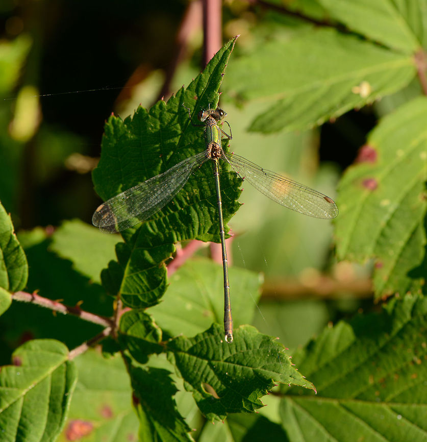 The Willow Emerald Damselfly top view, the Netherlands I was pleased to find this one at the end of summer, since I never seen it before in this area that I frequently visit. My guess is that this is a Willow Emerald Damselfly, based on this reference photo: <a href="http://www.vlindernet.nl/images/gr/Libel_44922_gr.jpg" rel="nofollow">http://www.vlindernet.nl/images/gr/Libel_44922_gr.jpg</a> Chalcolestes viridis,Heesch,Macro