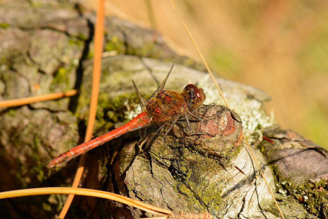 Southern Darter (?) resting on trunk in sun, the Netherlands I am not entirely confident in this identification, as so many darters look like this. Do notice that its abdomen does not thicken at the end. Also, if you zoom in, you can see it has black and yellow striped legs. Common Darter,Heesch,Macro,Sympetrum striolatum