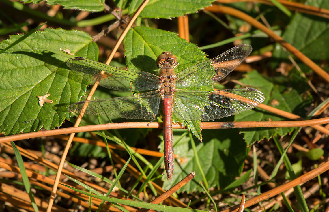 Southern Darter(?) top view I am not entirely confident in this identification, as so many darters look like this. Do notice that its abdomen does not thicken at the end. Also, if you zoom in, you can see it has black and yellow striped legs. Common Darter,Heesch,Macro,Sympetrum striolatum