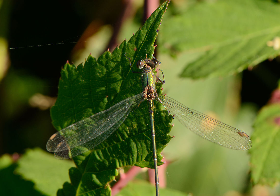 Willow Emerald Damselfly closeup, the Netherlands  Chalcolestes viridis,Heesch,Macro,Willow Emerald Damselfly