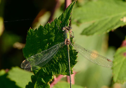 Willow Emerald Damselfly closeup, the Netherlands  Chalcolestes viridis,Heesch,Macro,Willow Emerald Damselfly