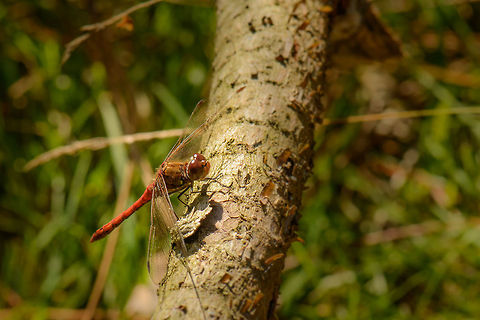 Common Darter resting on trunk  Common Darter,Heesch,Macro,Sympetrum striolatum
