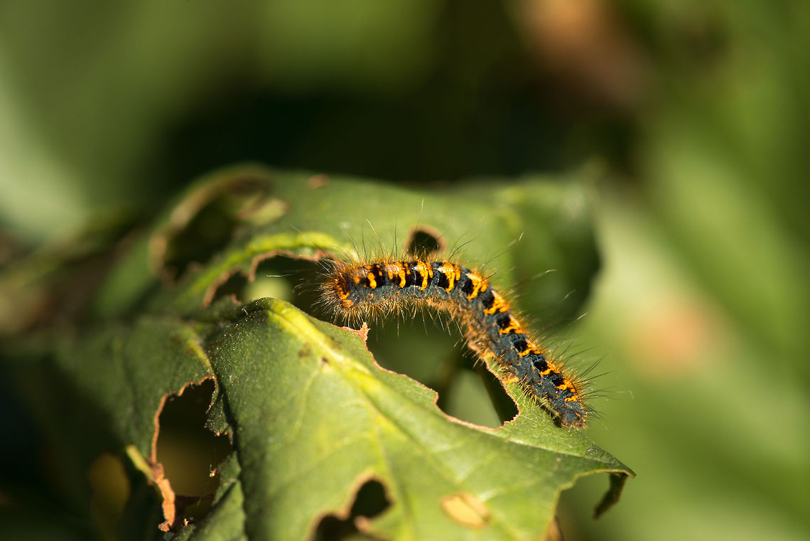 Oak Eggar caterpillar in the Netherlands Found during late summer in the Netherlands. Heesch,Lasiocampa quercus,Macro,Oak Eggar
