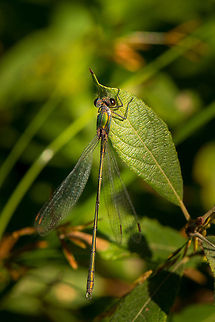 Willow Emerald Damselfly full body shot It rarely happens that I get a damselfly sharp end-to-end, but the advantage of my current gear (D800) is that I can take a small step back and then later crop back in. Less DOF issues that way when hand-shooting. Chalcolestes viridis,Heesch,Macro,Willow Emerald Damselfly