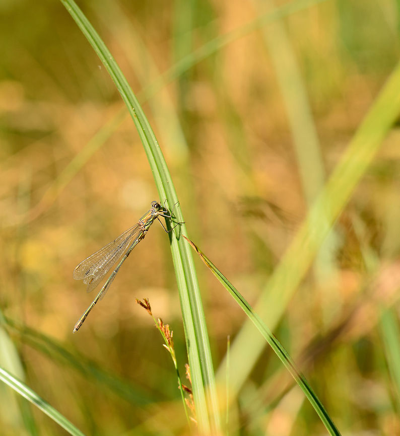 Willow Emerald Damselfly sideview  Chalcolestes viridis,Heesch,Macro,Willow Emerald Damselfly