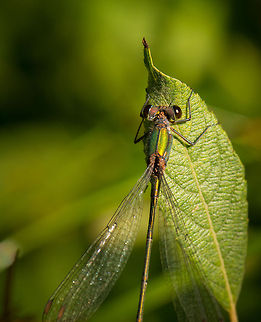 Willow Emerald Damselfly closeup Captured on probably one of my last macro shooting days of 2013, the season being almost over. Chalcolestes viridis,Heesch,Macro,Willow Emerald Damselfly