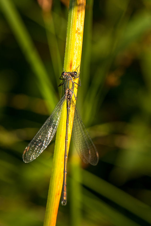 Willow Emerald Damselfly on reed Captured during late summer of 2013 in the Netherlands. Chalcolestes viridis,Heesch,Macro,Willow Emerald Damselfly