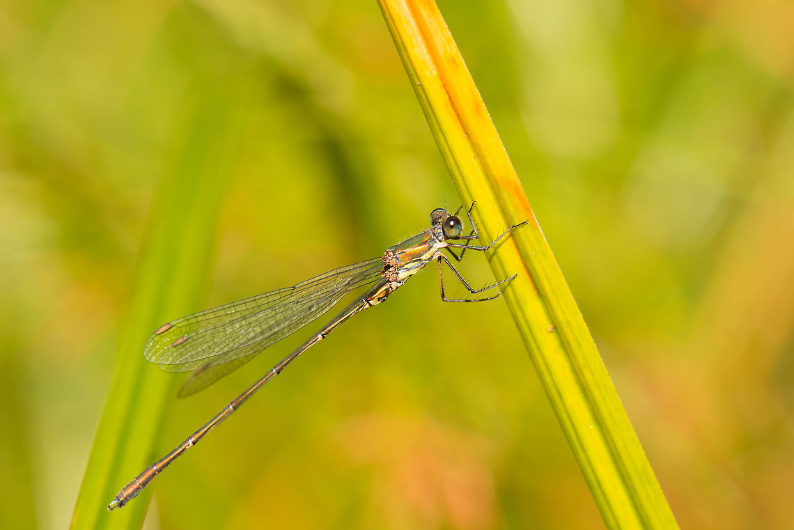 Willow Emerald Damselfly full body shot on reed Captured during late summer, 2013, the Netherlands. Chalcolestes viridis,Heesch,Macro,Willow Emerald Damselfly