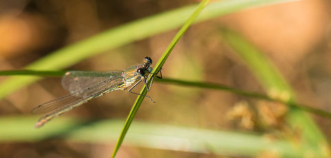 Willow Emerald Damselfly front view  Chalcolestes viridis,Heesch,Macro,Willow Emerald Damselfly