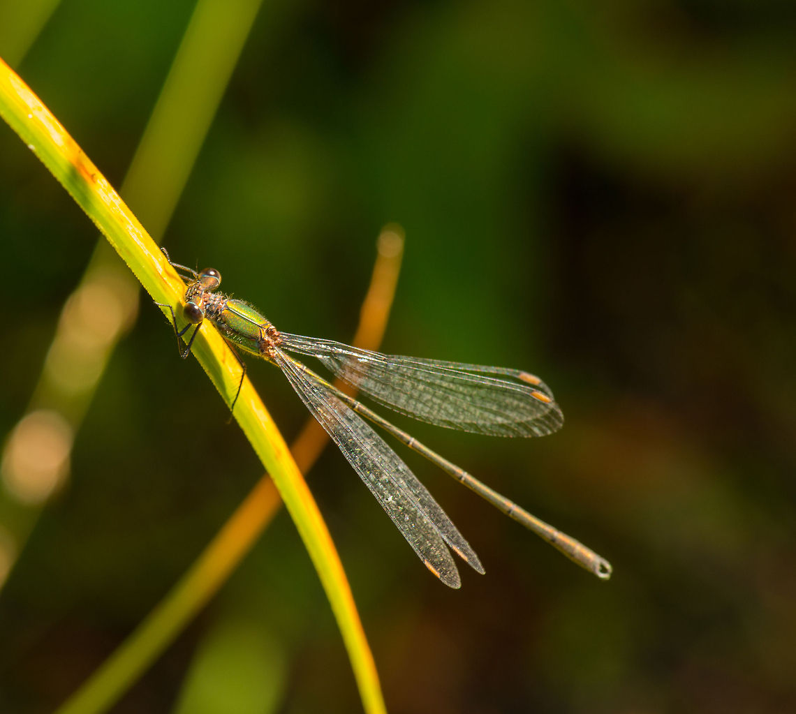 Willow Emerald Damselfly on reed  Chalcolestes viridis,Heesch,Macro,Willow Emerald Damselfly