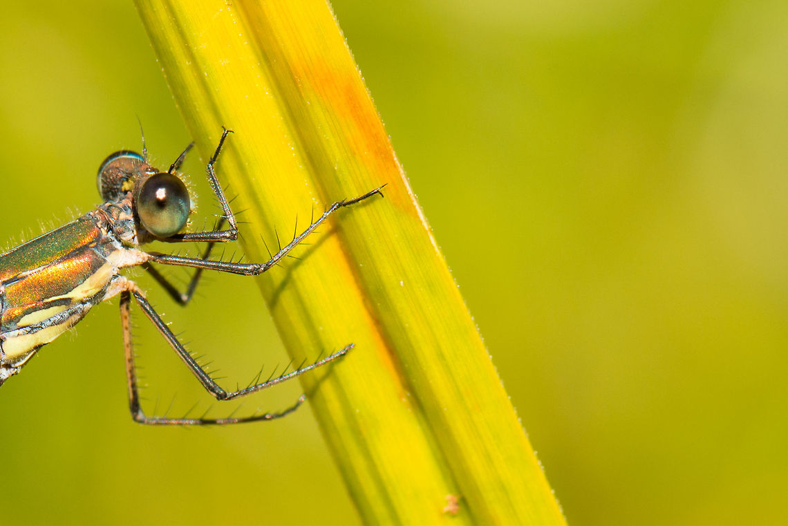 Willow Emerald Damselfly on reed- extreme closeup  Chalcolestes viridis,Heesch,Macro,Willow Emerald Damselfly,lijstjes