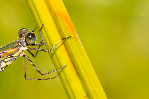 Willow Emerald Damselfly on reed- extreme closeup  Chalcolestes viridis,Heesch,Macro,Willow Emerald Damselfly,lijstjes