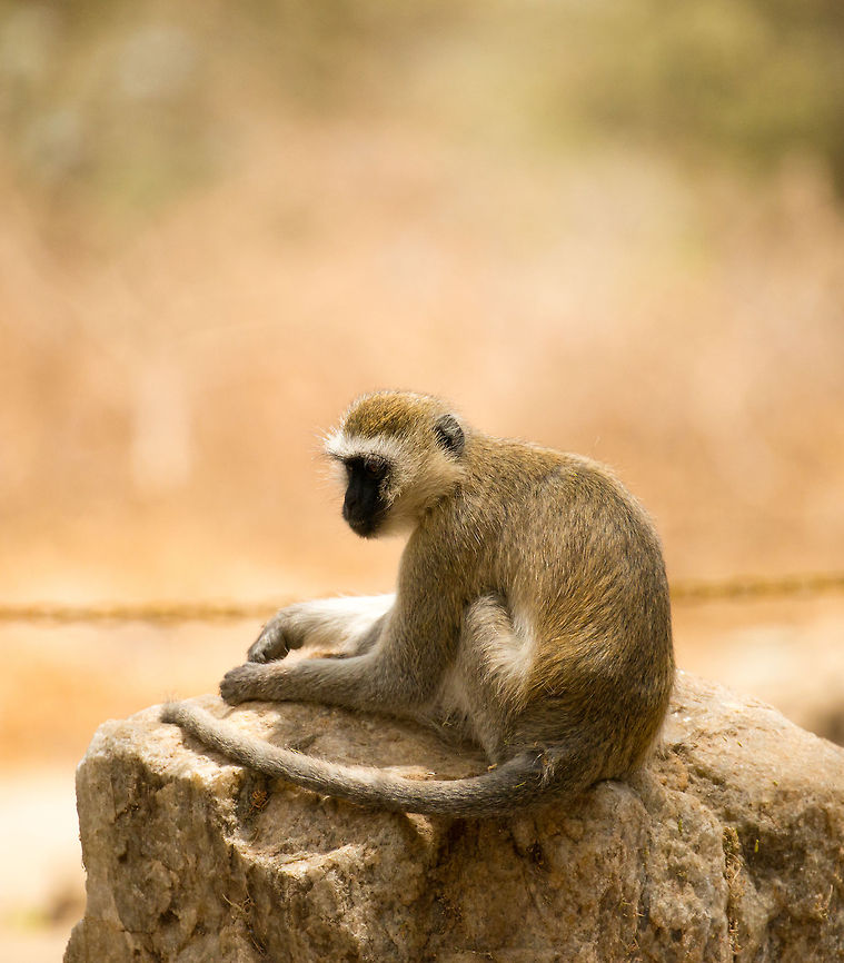 Black-faced Vervet monkey at Tarangire, Tanzania Posing for us at the entrance of the Tarangire National Park, Tanzania. Be careful with your belongings there. Africa,Chlorocebus pygerythrus,Tanzania,Tarangire,Tarangire National Park,Vervet monkey