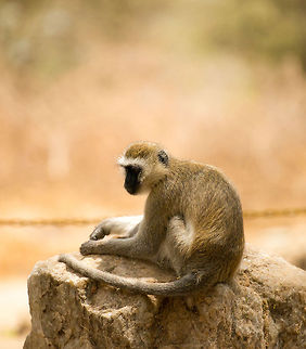 Black-faced Vervet monkey at Tarangire, Tanzania Posing for us at the entrance of the Tarangire National Park, Tanzania. Be careful with your belongings there. Africa,Chlorocebus pygerythrus,Tanzania,Tarangire,Tarangire National Park,Vervet monkey