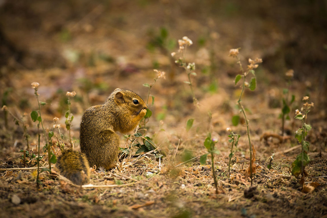 Unstriped Ground Squirrel at Tarangire NP, Tanzania The name of this squirrel gave birth to a long running joke during our stay in Tanzania, as it describes what it does NOT have. We went on to name all animals this way...look a "spotless lion!". You had to be there :) Africa,Tanzania,Tarangire,Tarangire National Park,Unstriped Ground Squirrel,Xerus rutilus