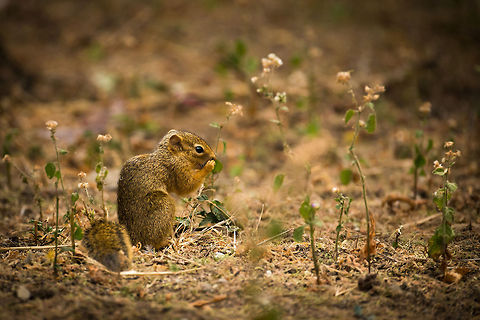 Unstriped Ground Squirrel at Tarangire NP, Tanzania The name of this squirrel gave birth to a long running joke during our stay in Tanzania, as it describes what it does NOT have. We went on to name all animals this way...look a "spotless lion!". You had to be there :) Africa,Tanzania,Tarangire,Tarangire National Park,Unstriped Ground Squirrel,Xerus rutilus