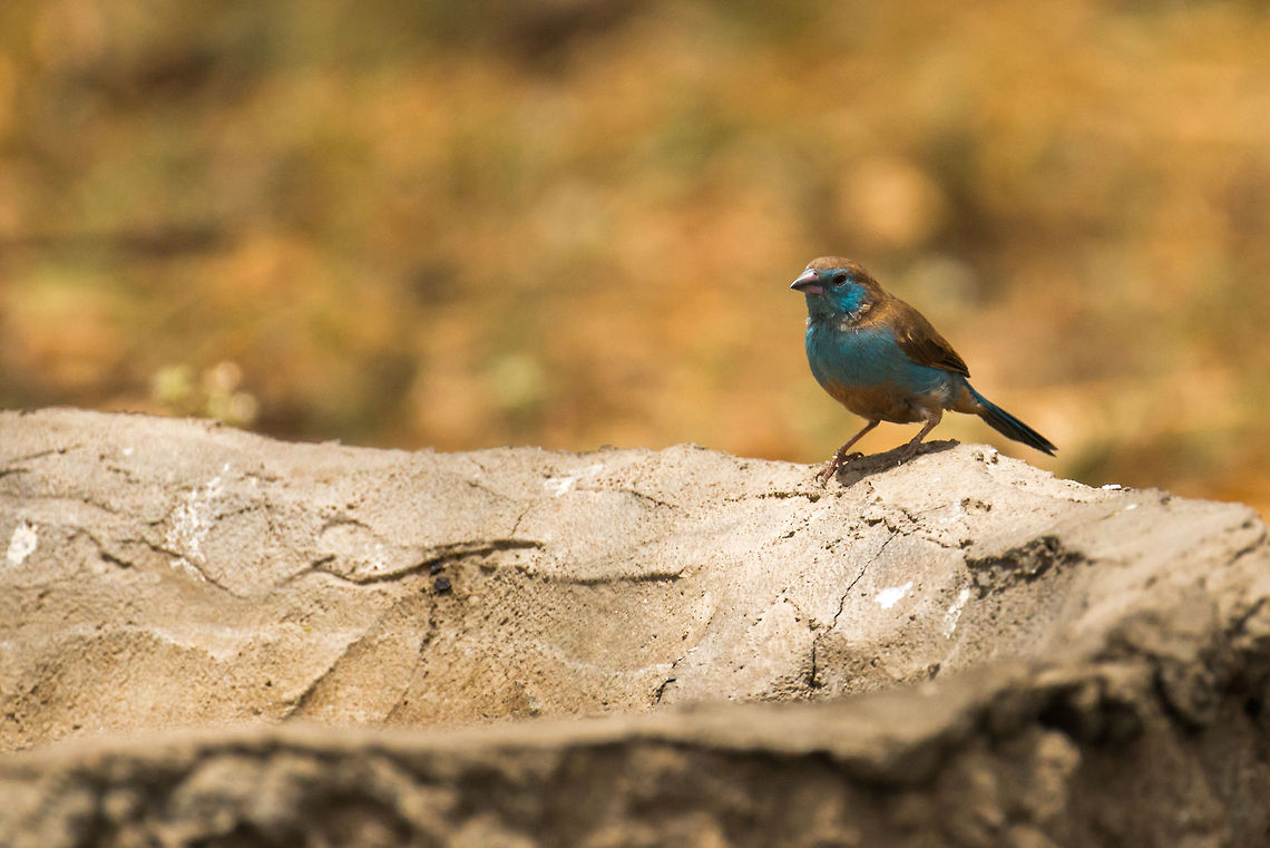 Blue Waxbill (Uraeginthus angolensis) at Tarangire NP A Blue Waxbill is about to drink from this man-made drinking place at the entrance of the Tarangire NP, Tanzania. Africa,Blue Waxbill,Tanzania,Tarangire,Tarangire National Park,Uraeginthus angolensis