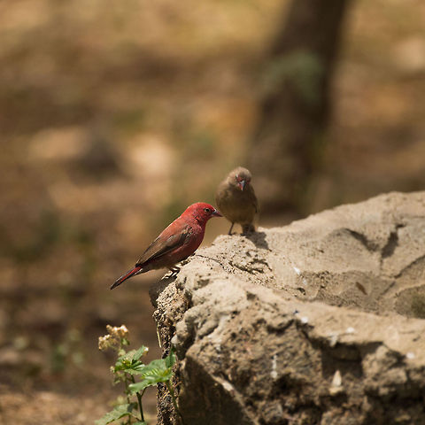 Male Red-billed Firefinch at Tarangire, Tanzania A bird so red it needs to have both "red" and "fire" in its name. Africa,Lagonosticta senegala,Red-billed Firefinch,Tanzania,Tarangire,Tarangire National Park