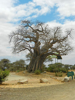 Adansonia digitata baoab at Tarangire entrance This is the only baobab species that occurs on continental Africa, the other species being endemic to Madagascar and Australia. This one was captured at the entrance of the Tarangire National Park in Tanzania. This park has an impressive number of them. Whereas Madagascar has the most species, they are very poorly preserved there. This park has a stunning number of Adansonia digitata trees, many over a 1,000 years old. 

Note that this photo was taken with our compact cam, so the quality is a bit limited. Adansonia digitata,Africa,Tanzania,Tarangire,Tarangire National Park
