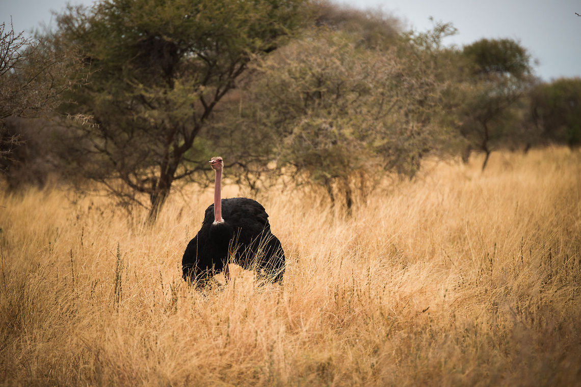 Male Ostrich in Tarangire Np, Tanzania A male ostrich wanders through the tall grass of the Tarangire National Park. The color of their skin is an indication of their readiness to mate. The pinker, the... Africa,Ostrich,Struthio camelus,Tanzania,Tarangire,Tarangire National Park