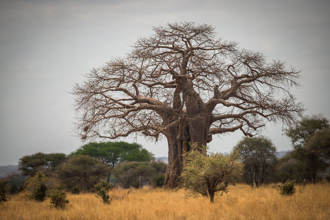 Dead-rat tree (Adansonia digitata), Tarangire NP, Tanzania  Adansonia digitata,Africa,Dead-rat tree,Tanzania,Tarangire,Tarangire National Park